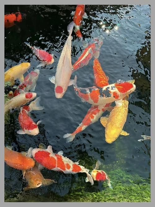 觀賞魚圖片大全大圖【有聲書:觀賞魚圖片大全】