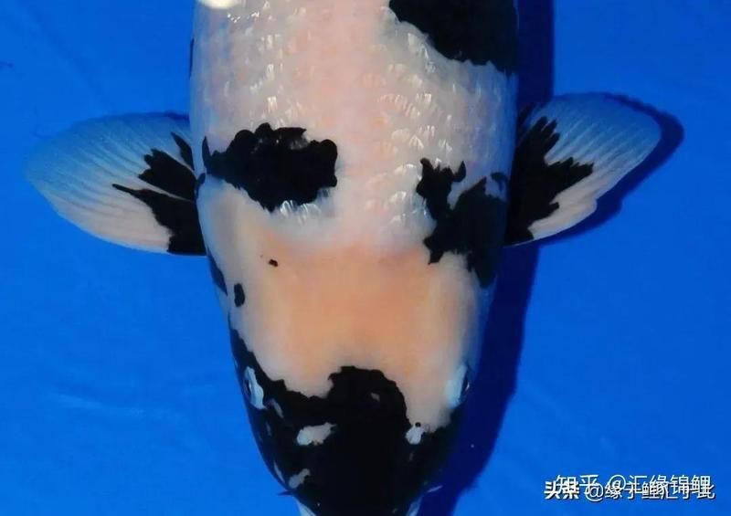 錦鯉白寫挑選標準【白寫錦鯉白寫錦鯉的挑選標準與優質白寫錦鯉的挑選標準】