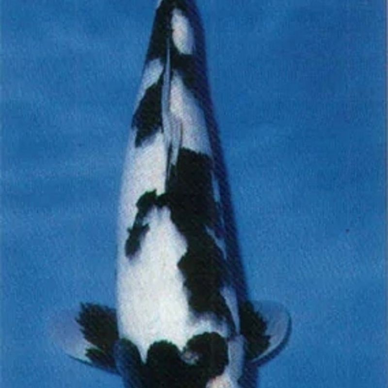 錦鯉白寫挑選標準【白寫錦鯉白寫錦鯉的挑選標準與優質白寫錦鯉的挑選標準】