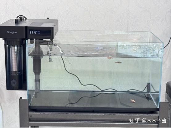 給我推薦幾款適合招財貓魚的過濾器【招財貓魚過濾器推薦】