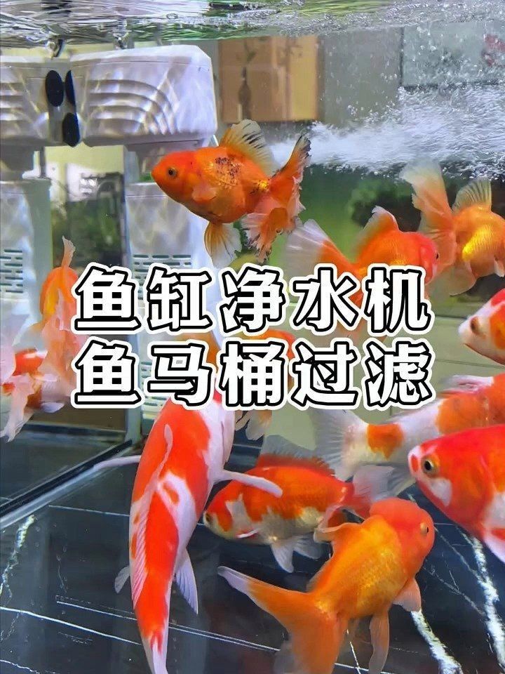 給我推薦幾款適合招財貓魚的過濾器【招財貓魚過濾器推薦】