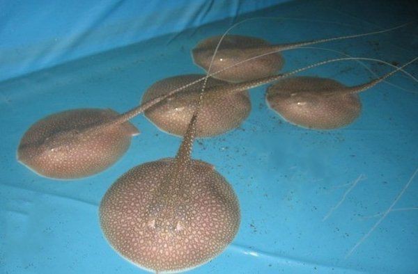 魟魚最討厭三個品種【potamotrygonleopoldi[需手動填充]gonleopoldi】