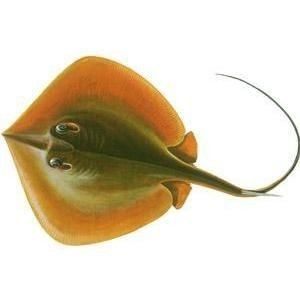 魟魚最討厭三個品種【potamotrygonleopoldi[需手動填充]gonleopoldi】