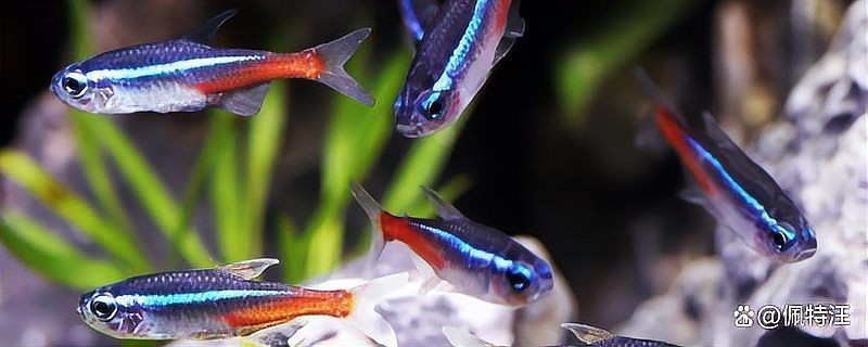 龍魚撞缸后多久可以喂食？【新到的龍魚幾天喂食】