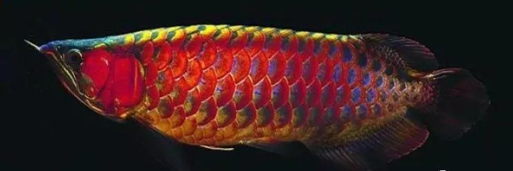 龍魚(yú)缸開(kāi)缸詳細(xì)教程【新手飼養(yǎng)龍魚(yú)最簡(jiǎn)單的開(kāi)缸方法】 龍魚(yú)缸開(kāi)缸詳細(xì)教程【新手飼養(yǎng)龍魚(yú)最簡(jiǎn)單的開(kāi)缸方法】 龍魚(yú)論壇 第4張