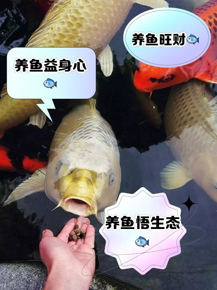 養魚會帶來什么運氣【\