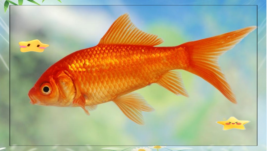 養魚會帶來什么運氣【\