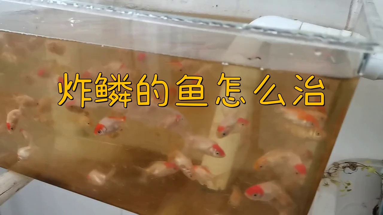 炸鱗的紅龍魚(yú)能恢復(fù)嗎？【炸鱗的紅龍魚(yú)能否恢復(fù)】