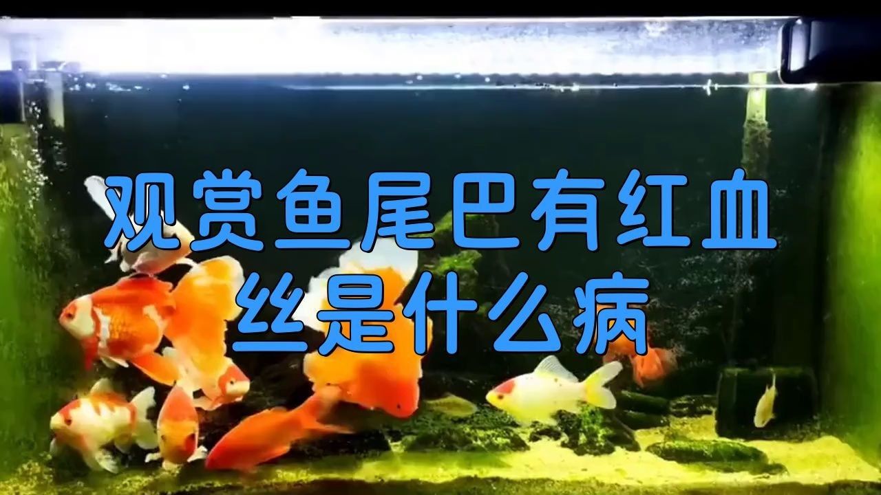如何判斷魚尾充血的嚴重程度？【養魚老道魚尾充血怎么回事藝瀾even處理建議】