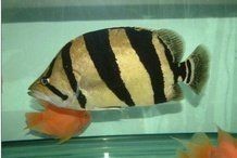 虎魚最怕三個東西【《割虎魚最怕三個東西投喂》】