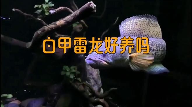 如何判斷水質是否適合雷龍魚？【如何判斷雷龍魚的水質是否適合】