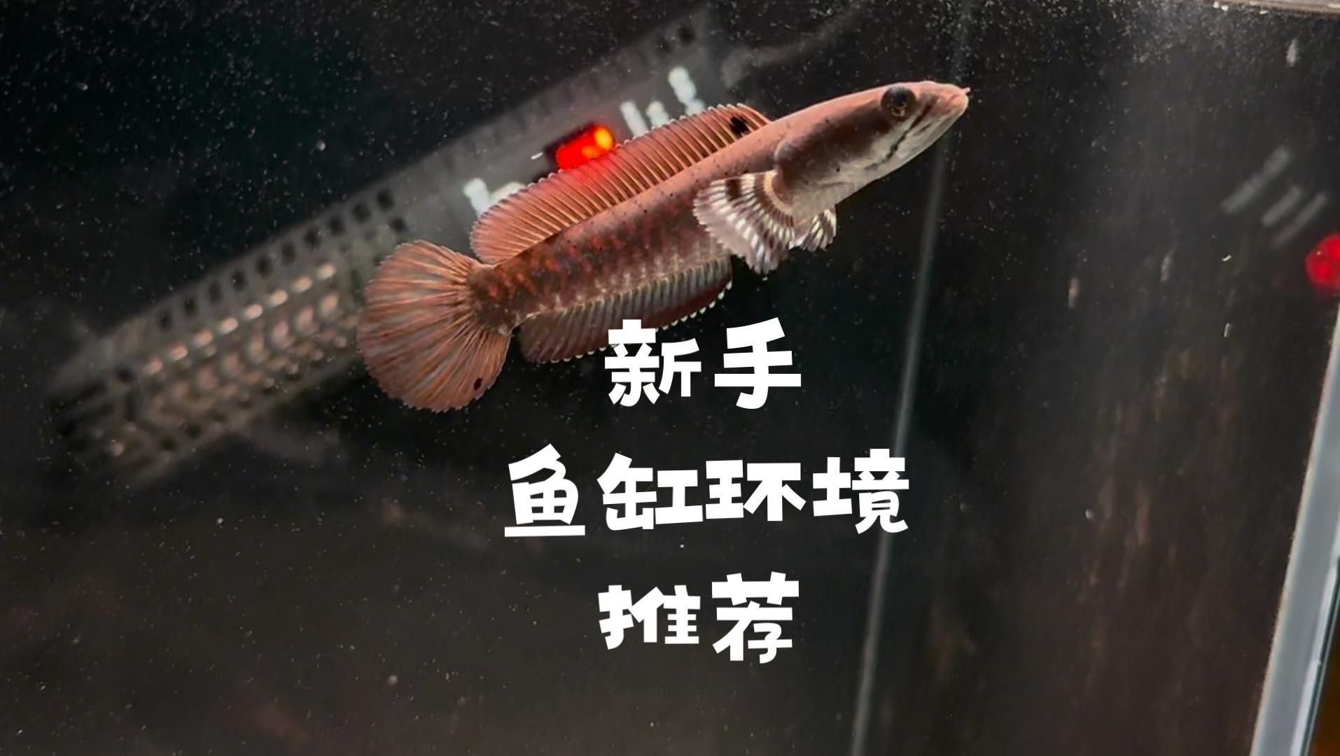如何判斷水質是否適合雷龍魚？【如何判斷雷龍魚的水質是否適合】