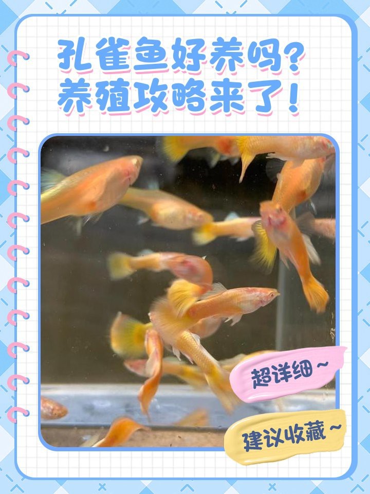 紅龍孔雀魚好養(yǎng)嗎【孔雀魚你該這樣養(yǎng)才對(duì)】 紅龍孔雀魚好養(yǎng)嗎【孔雀魚你該這樣養(yǎng)才對(duì)】 龍魚論壇 第3張
