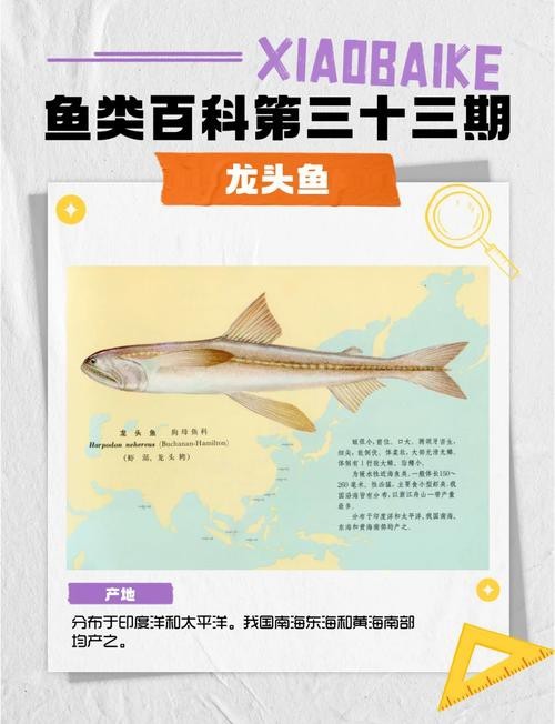 龍頭魚圖片【《探秘龍頭魚的奧秘星光點點龍頭魚的奧秘星光點點龍頭魚】