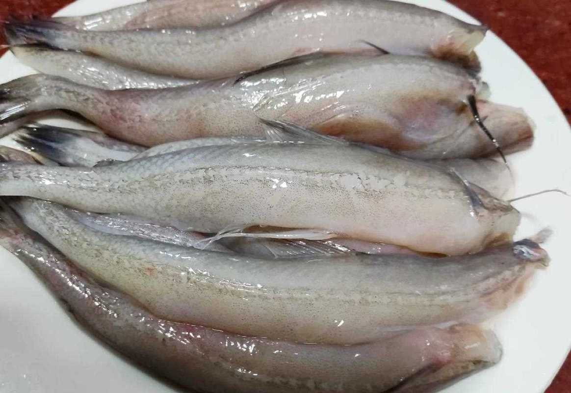 龍頭魚圖片【《探秘龍頭魚的奧秘星光點點龍頭魚的奧秘星光點點龍頭魚】