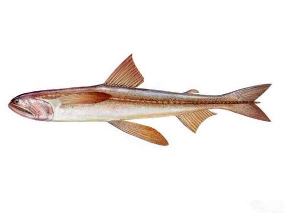 龍頭魚圖片【《探秘龍頭魚的奧秘星光點點龍頭魚的奧秘星光點點龍頭魚】