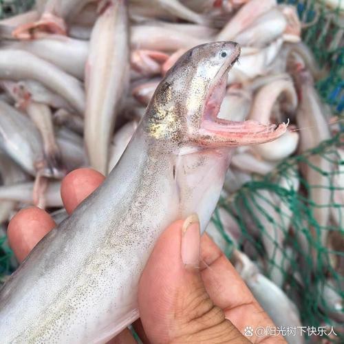 龍頭魚圖片【《探秘龍頭魚的奧秘星光點點龍頭魚的奧秘星光點點龍頭魚】