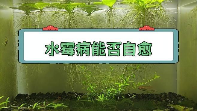 龍魚水霉病會自愈嗎？【智能模式回答完成調用工具：百度健康龍魚水霉病能自愈嗎】