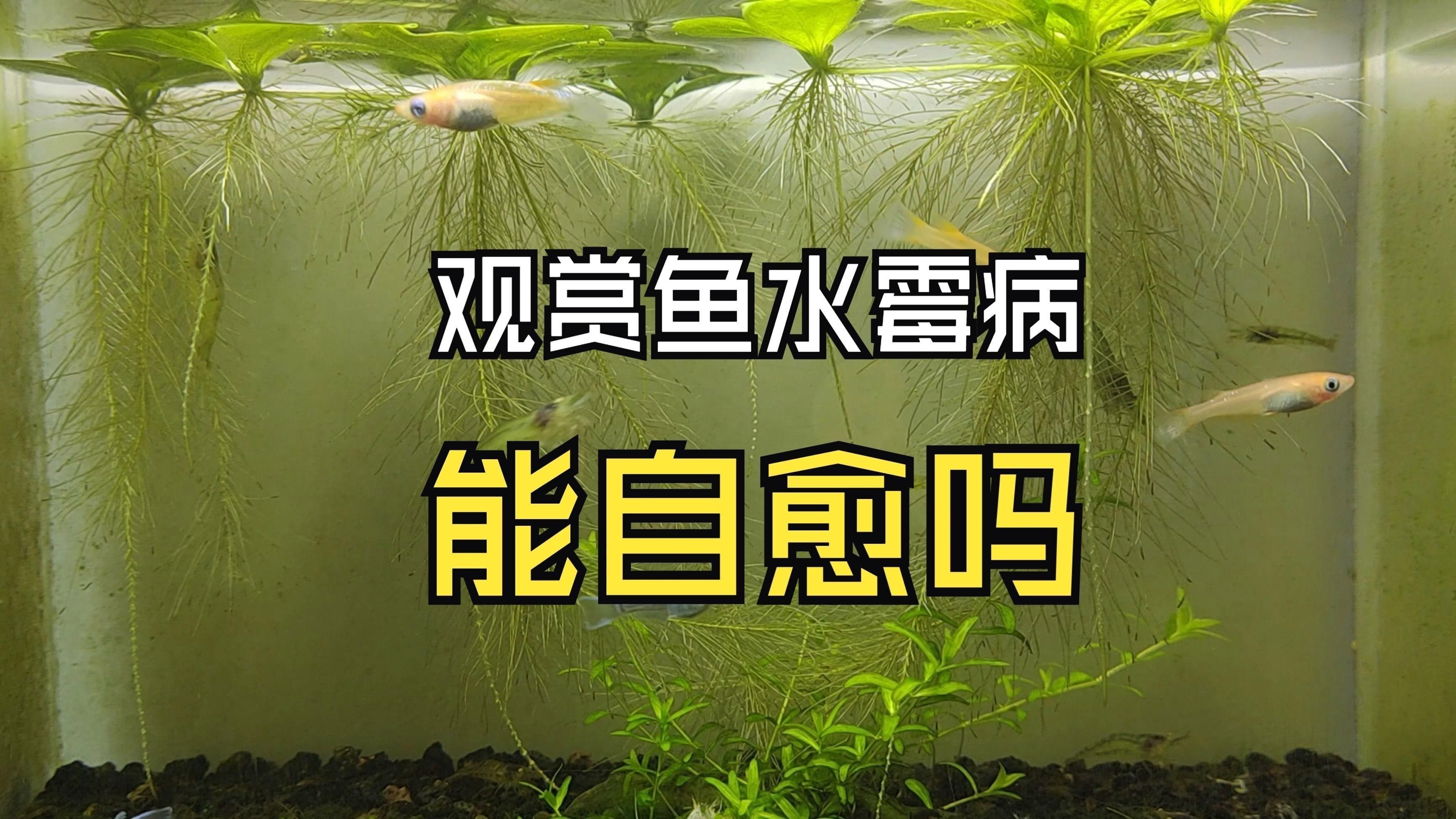 龍魚水霉病會自愈嗎？【智能模式回答完成調用工具：百度健康龍魚水霉病能自愈嗎】