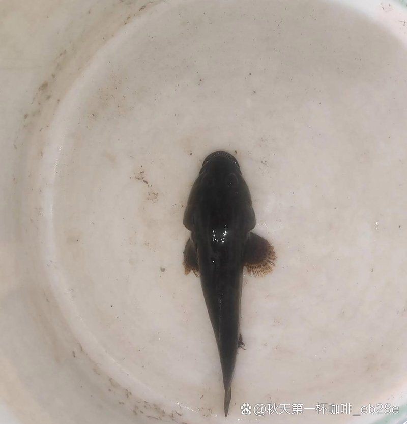 虎紋鯊一般多少元一只【虎紋鯊哪個(gè)品種最貴】