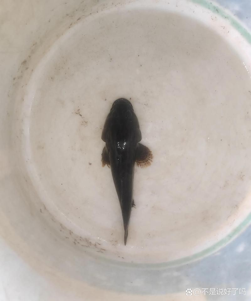 虎紋鯊一般多少元一只【虎紋鯊哪個(gè)品種最貴】