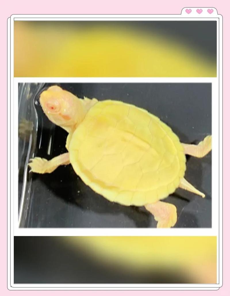 廣州呈千祥有哪些負面評價