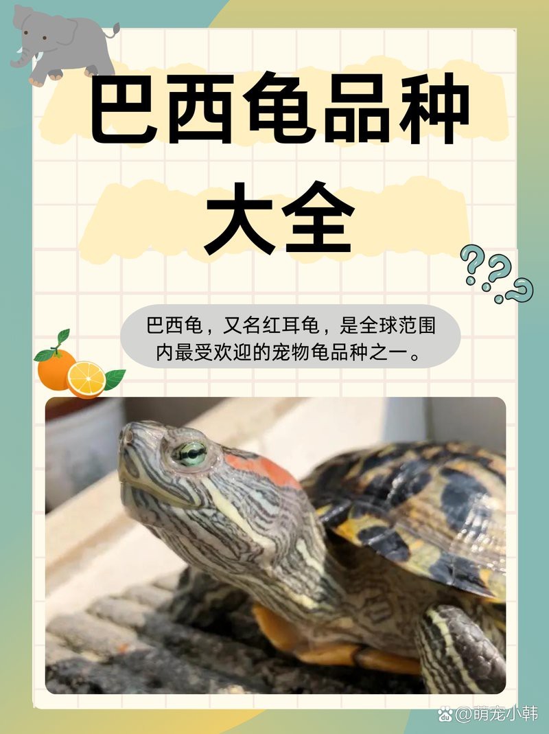 十大頂級(jí)巴西龜品種【巴西龜十大頂級(jí)品種巴西龜——櫻吹雪\—】