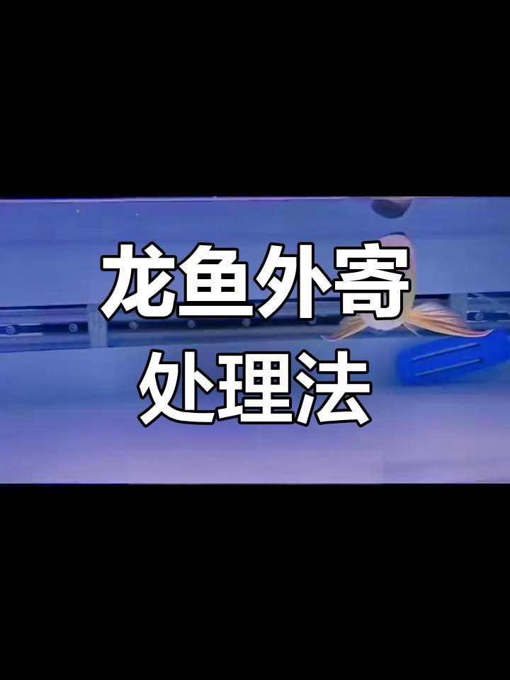 如何預(yù)防龍魚(yú)外寄生蟲(chóng)感染？【魚(yú)外寄生蟲(chóng)感染是養(yǎng)殖中常見(jiàn)且棘手的問(wèn)題，做好預(yù)防工作至關(guān)重要】