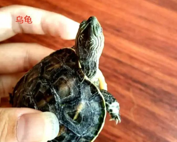 龍龜認(rèn)主人的表現(xiàn)【十二種龍龜認(rèn)主人的情感密碼，每一種都是跨越物種的情感密碼】