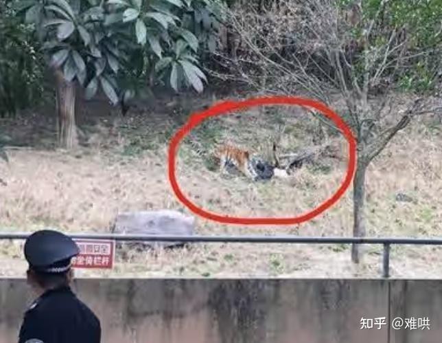 寧波老虎吃人視頻完整【《寧波雅戈爾動物園吃人視頻完整視頻記錄下了回顧與警示》】