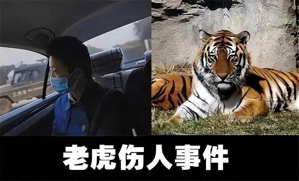 寧波老虎吃人視頻完整【《寧波雅戈爾動物園吃人視頻完整視頻記錄下了回顧與警示》】