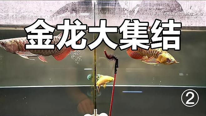 過背金龍有哪些品種？【如何鑒別過背金龍品種？】