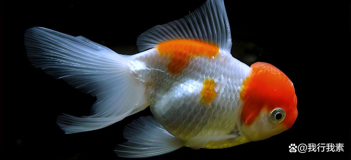 金魚掉鱗片放鹽行嗎【金魚掉鱗片怎么辦】