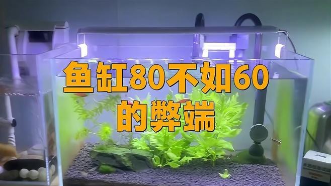 魚缸60好還是80好【《魚缸越大越好還是80好？各有優劣》】