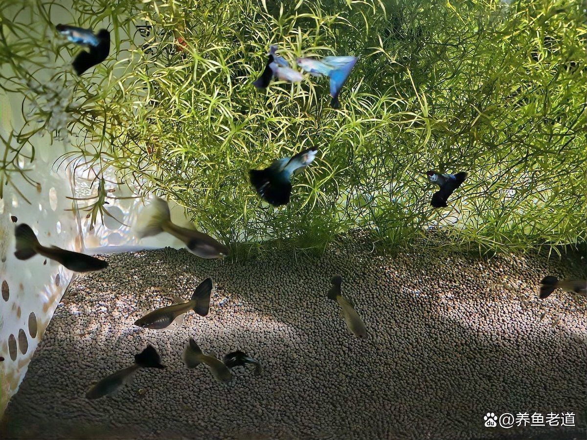 魚缸60好還是80好【《魚缸越大越好還是80好？各有優劣》】