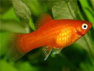 龍魚不吃小魚會持續(xù)多久？（龍魚不吃小魚后如何恢復(fù)進食？）