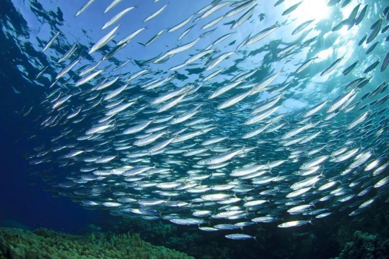 順德金雕魚生有寄生蟲嗎【順德金雕魚生寄生蟲感染肝吸蟲威脅正隨著食客的筷子蔓延】