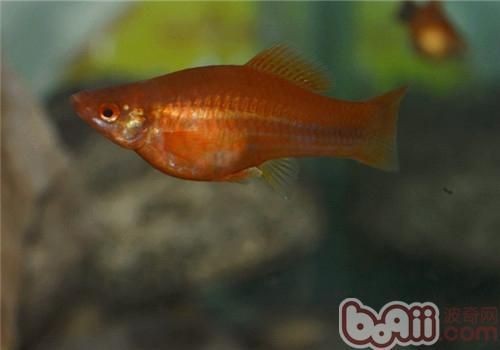 紅箭魚(yú)公母最簡(jiǎn)單辨認(rèn)【紅箭魚(yú)公母的簡(jiǎn)單辨認(rèn)方法】