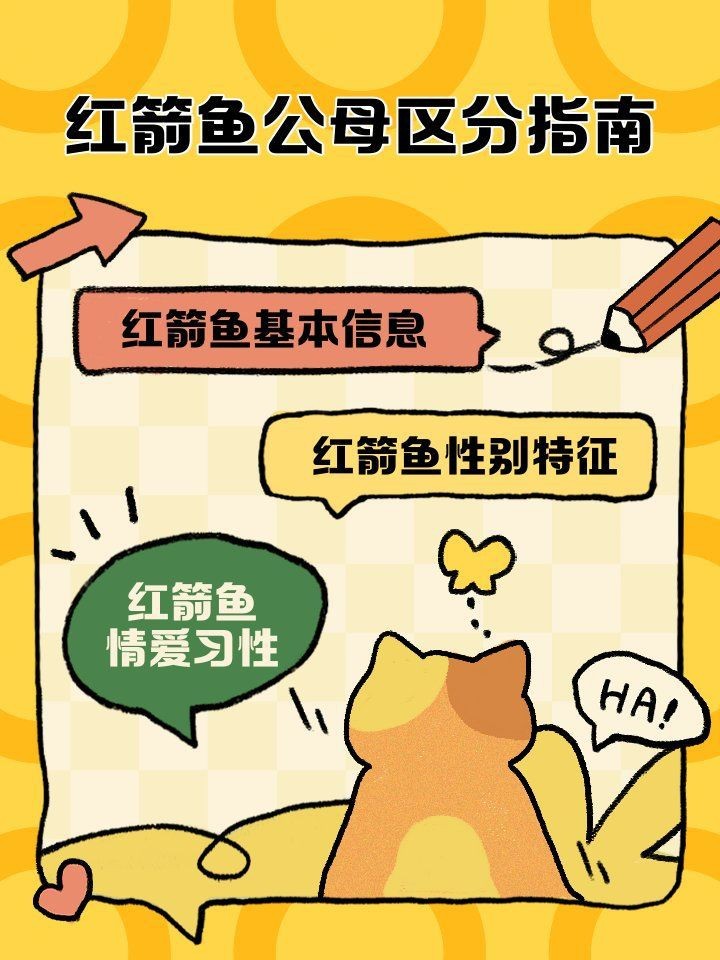 紅箭魚(yú)公母最簡(jiǎn)單辨認(rèn)【紅箭魚(yú)公母的簡(jiǎn)單辨認(rèn)方法】