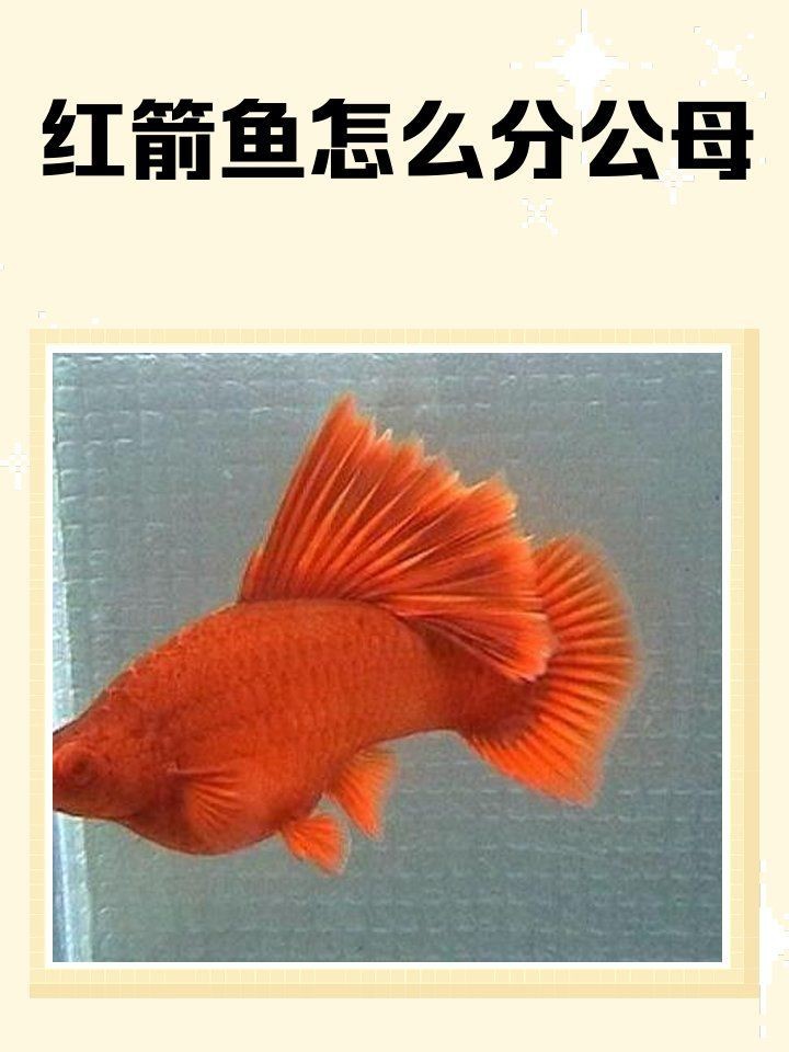 紅箭魚(yú)公母最簡(jiǎn)單辨認(rèn)【紅箭魚(yú)公母的簡(jiǎn)單辨認(rèn)方法】