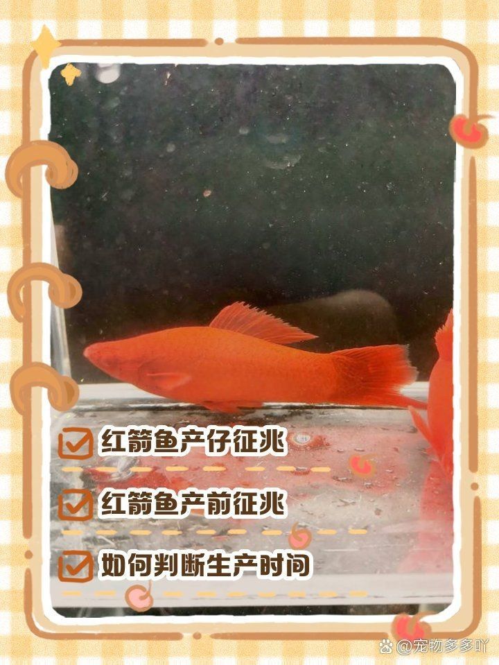 紅箭魚公母最簡單辨認【紅箭魚公母的簡單辨認方法】