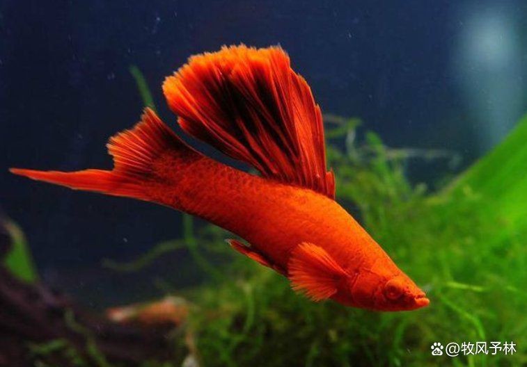 紅箭魚公母最簡單辨認【紅箭魚公母的簡單辨認方法】