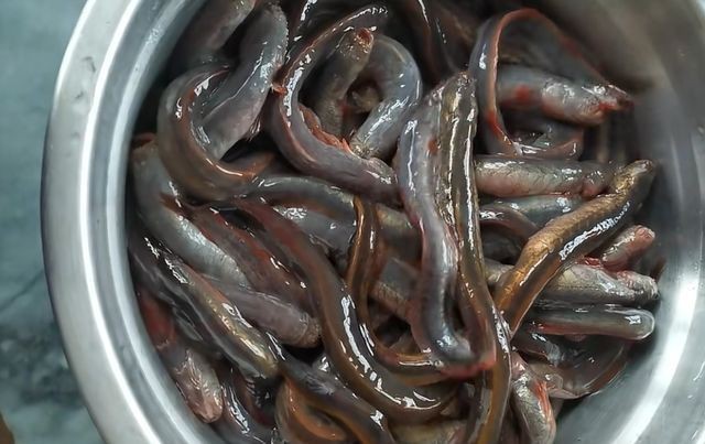 海魚價格【2025年8月2日山東花鰱活魚批發價格表】