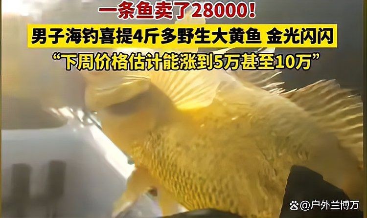 海魚價格【2025年8月2日山東花鰱活魚批發價格表】