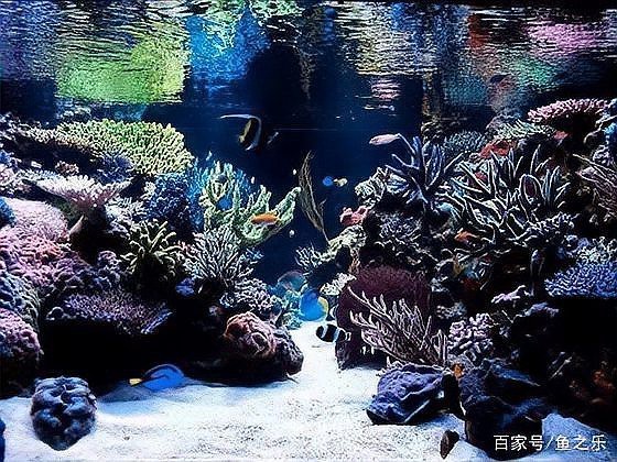 有沒有龍魚缸造景設(shè)計(jì)教程？【《龍魚缸造景設(shè)計(jì)教程》**，龍魚缸造景設(shè)計(jì)教程】
