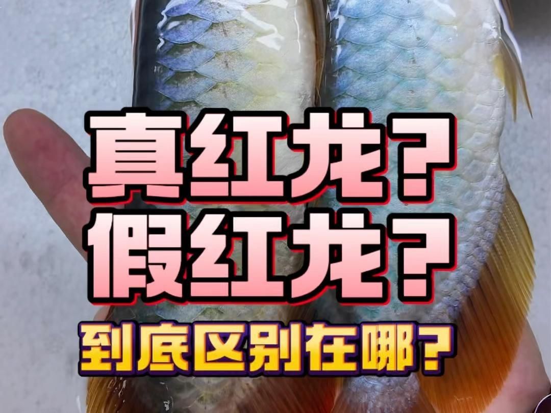 紅龍魚鑒定最簡單三個步驟【如何挑選一條優質的印尼紅龍魚】 紅龍魚鑒定最簡單三個步驟【如何挑選一條優質的印尼紅龍魚】 龍魚論壇 第5張