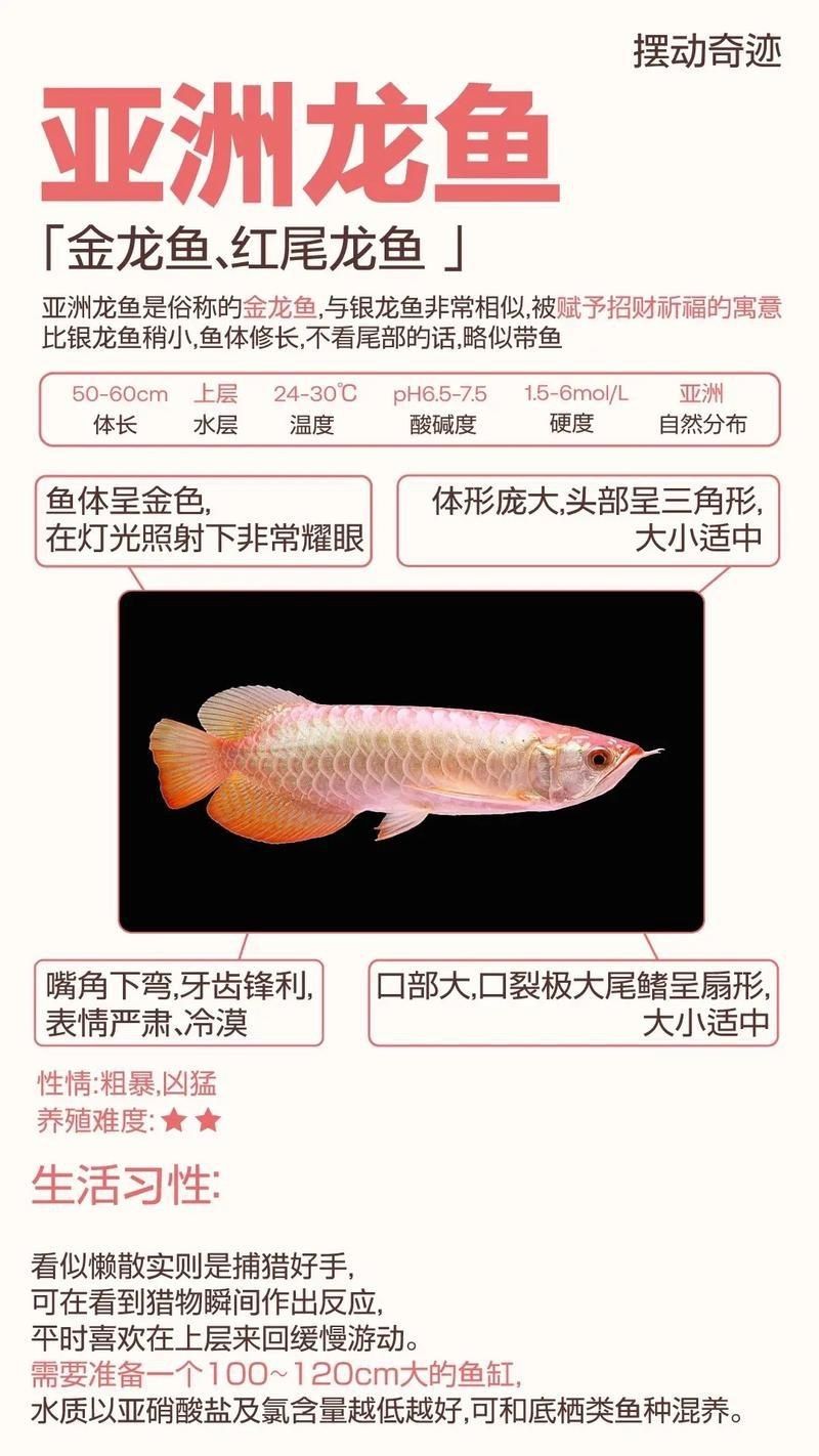 金龍和銀龍的圖片對(duì)比【《金龍和銀龍的圖片對(duì)比》】