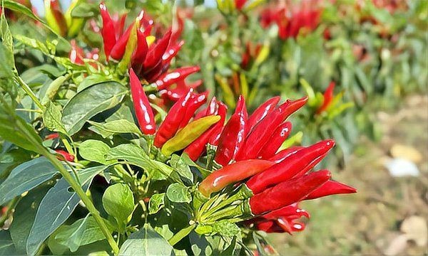紅辣椒最經典十句話【《紅辣椒》最經典的十句話】
