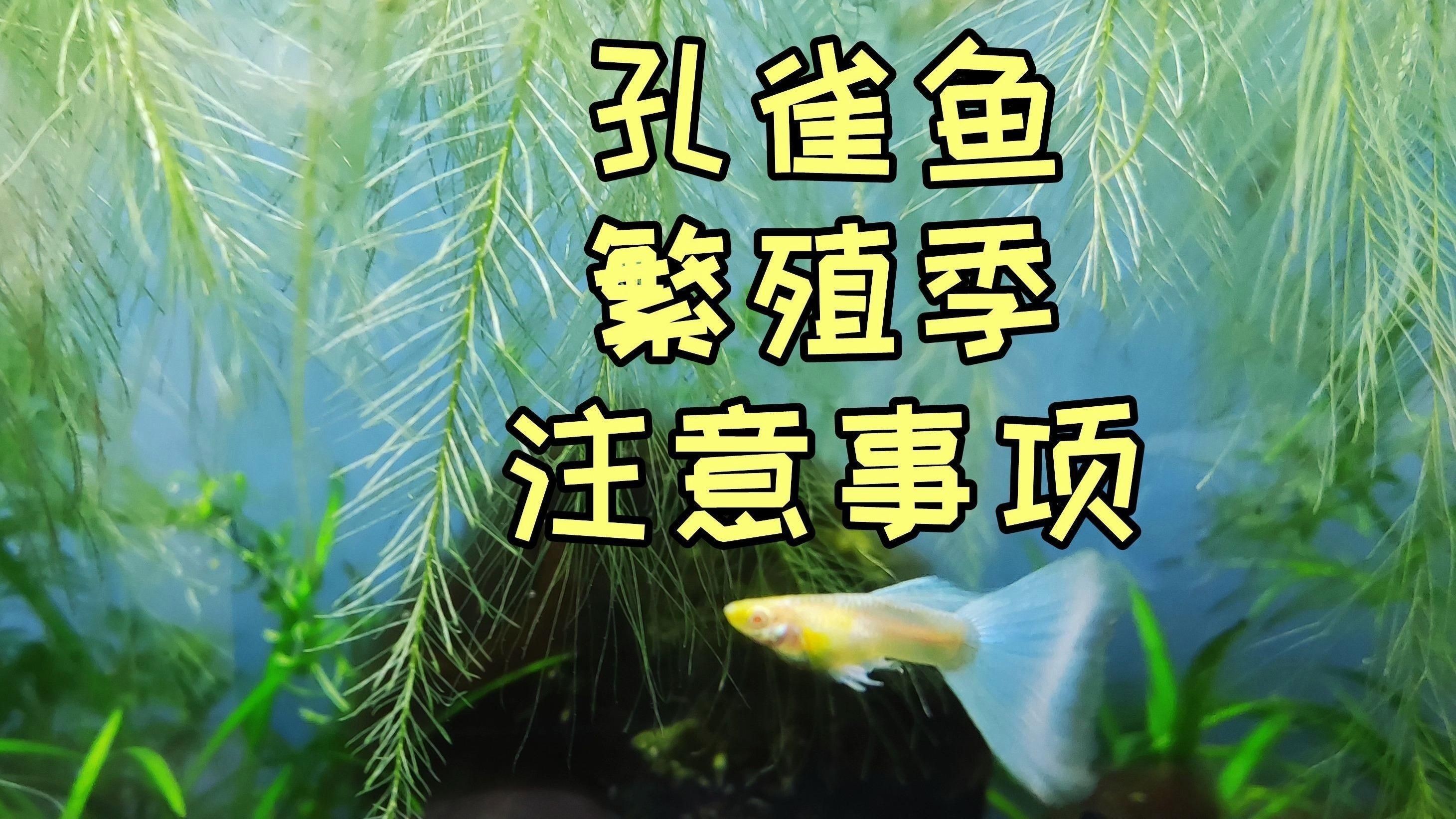孔雀魚繁殖時需要注意什么？【孔雀魚繁殖前需關注哪些細節有哪些準備事項應該注意什么】