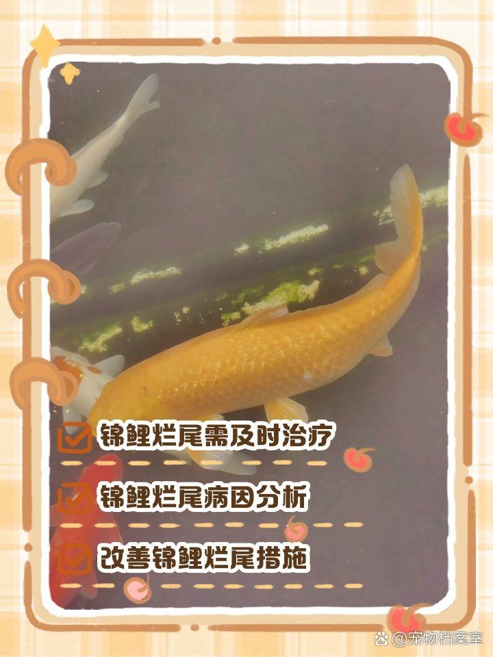 錦鯉爛尾巴潰爛最簡單治療【錦鯉爛尾巴潰爛的簡單治療方法】